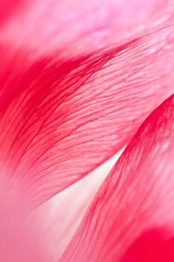 XL deursticker rozenblaadjes closeup_129118559